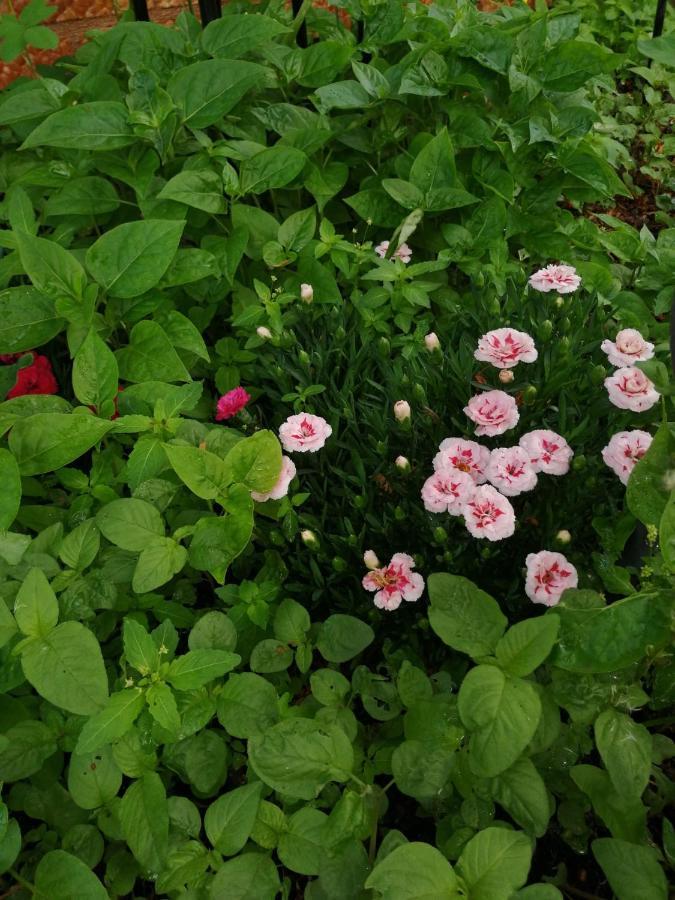 Două Mai Casa Flor 아파트 외부 사진
